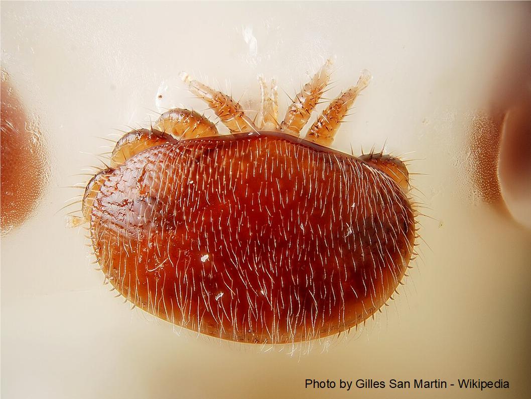 A female specimen of varroa mite, by Gilles San Martin -Wikipedia
