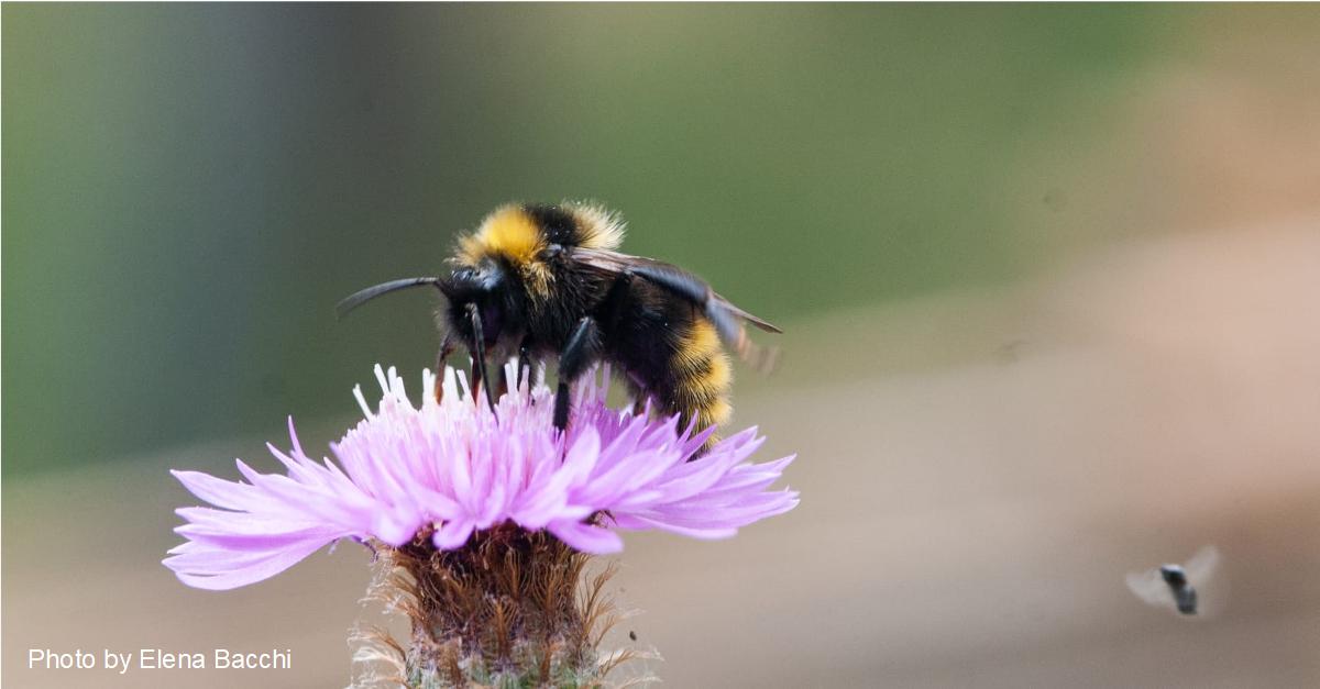 Bombus on flower