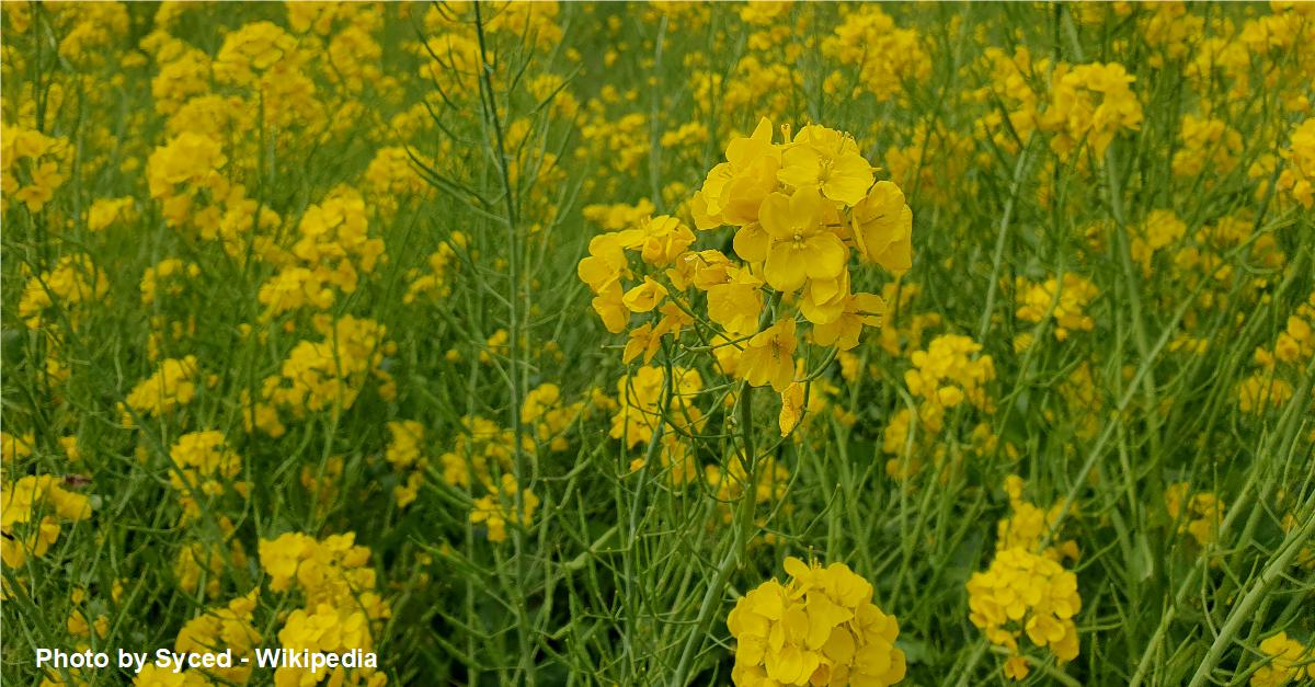 Canola field