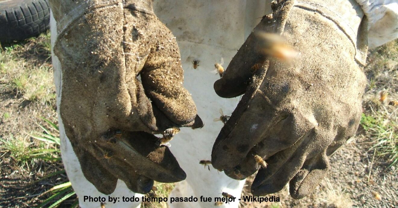 Saudi Arabia, a New Development Plan for Beekeeping
