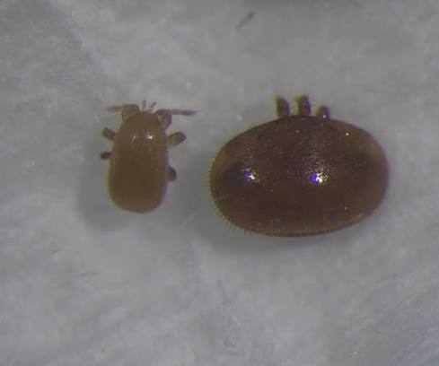 Tropilaelaps